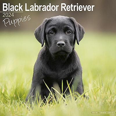 Labrador Black (Puppy) Calendar 2024 (Square)